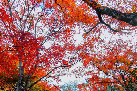 Endagstur till Kyoto, Nara, Fushimi Inari-helgedomen och Arashiyama