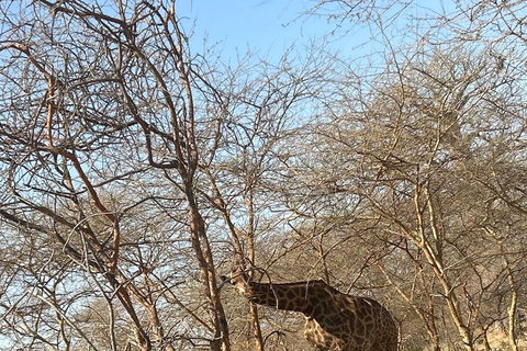 From Banjul: Discover the Fathala Wildlife Reserve From Senegal : Discover the Fathala Wildlife Reserve