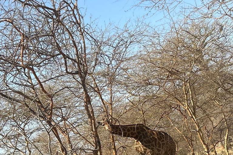 From Banjul: Discover the Fathala Wildlife Reserve From Senegal : Discover the Fathala Wildlife Reserve