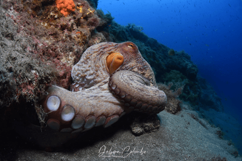 Excursão guiada de mergulho com snorkel em Playa ChicaPasseio guiado de mergulho com snorkel em Playa Chica