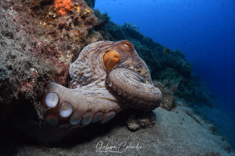 Excursão guiada de mergulho com snorkel em Playa ChicaPasseio guiado de mergulho com snorkel em Playa Chica