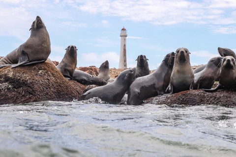 Montevideo: Punta del Este Full-Day Tour with Hotel Pick-Up