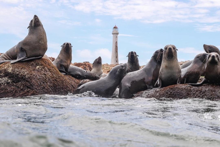 Montevideo: Punta del Este Full-Day Tour with Hotel Pick-Up