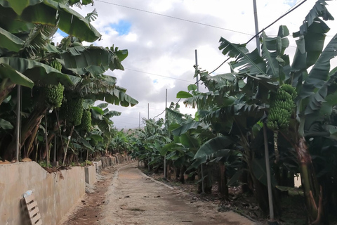 Gran Canaria: paraglidingvlucht en bananenplantageGran Canaria: paragliding en bananenplantage