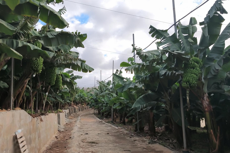 Gran Canaria: paraglidingvlucht en bananenplantageGran Canaria: paragliding en bananenplantage