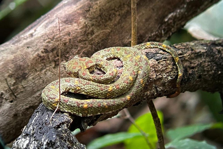 Visite du parc national de Carara (billet inclus)