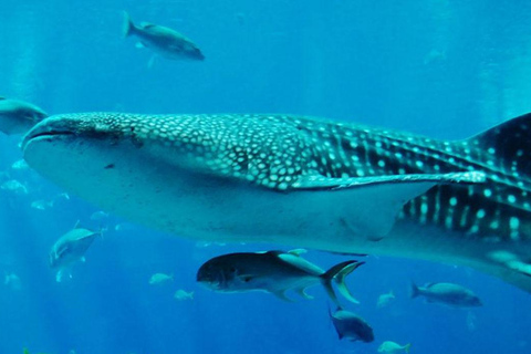 Swim with Whale Sharks in Mafia Island Flight from Zanzibar Mafia Whale Shark Adventure – Day Trip (No Flights Included)