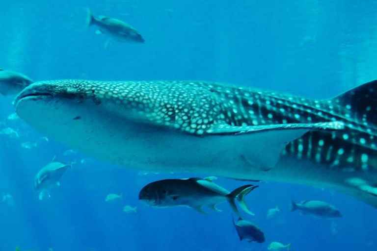 Swim with Whale Sharks in Mafia Island Flight from Zanzibar Mafia Whale Shark Adventure – Day Trip (No Flights Included)