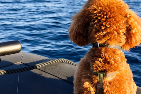 Golfo Aranci: Dolphin-watching tour on a luxury RIB boat with skipper Golfo Aranci: Dolphin-watching tour on a luxury RIB with skipper