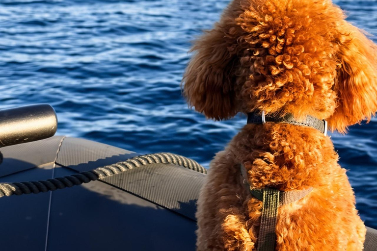 Golfo Aranci: Dolphin-watching tour on a luxury RIB boat with skipper Golfo Aranci: Dolphin-watching tour on a luxury RIB with skipper