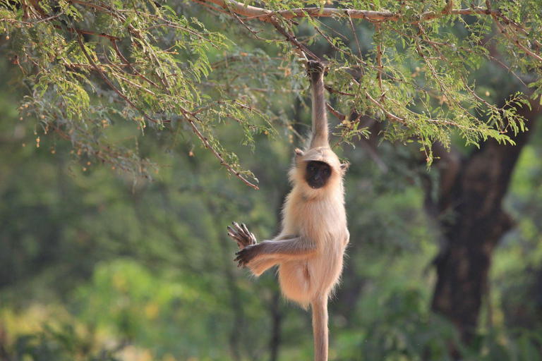 Jaipur: Jeep lub Canter Safari w Parku Narodowym Ranthambore