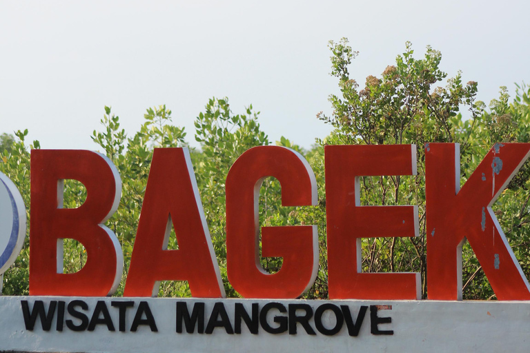 Bagek Kembar: Mangrove & Stingless Beekeeping Experience