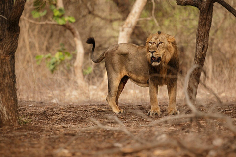 Safari guiado de medio día por el Parque Nacional de Nairobi