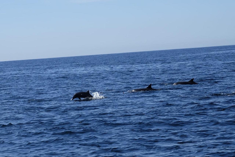 San José del Cabo: Ocean Safari