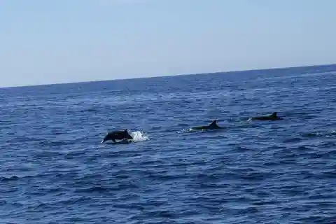San José del Cabo: Marine Safari