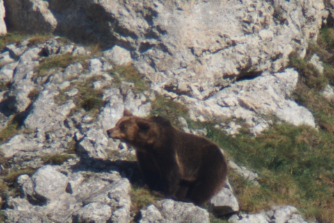 Z Gijón, Oviedo lub Pola de Somiedo: Wypatrywanie niedźwiedzi brunatnychZ Pola de Somiedo: Wypatrywanie niedźwiedzi brunatnych