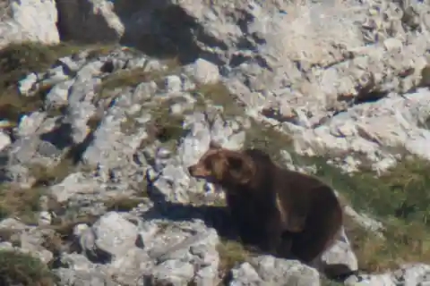Desde Gijón, Oviedo o Pola de Somiedo: Avistamiento del Oso Pardo