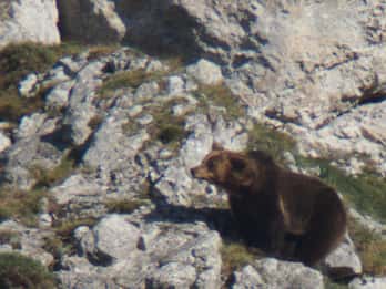 Desde Gijón, Oviedo o Pola de Somiedo: Avistamiento del Oso Pardo