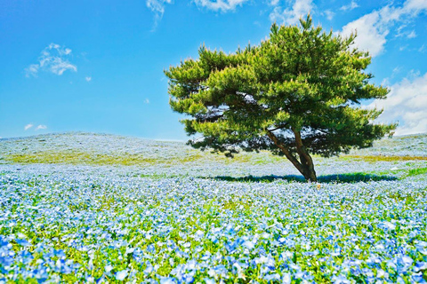 Tokyo & Ibaraki Tour: Hitachi Seaside Park & Adachi Wisteria