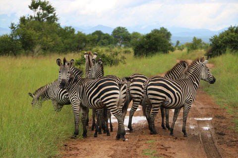 From Zanzibar: Mikumi Day Trip Safari By Flight.