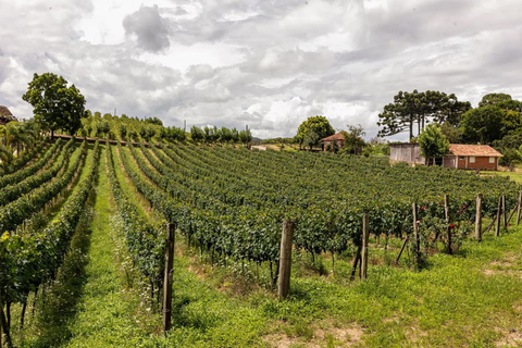 Rio de Janeiro: winery tour with wine tasting experience