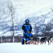 From Tromsø: Dog Sledding Experience with Transfer
