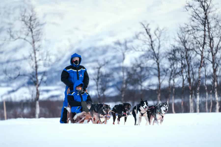 Von Tromsø: Hundeschlittenfahrt mit Transfer. Foto: GetYourGuide
