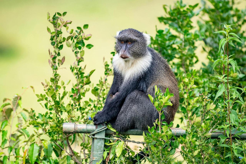 Meio dia de safari no Parque Nacional de Nairobi com serviço de busca