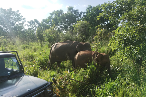 Negombo: Jednodniowa wycieczka; Dambulla, safari na słoniach i wioska