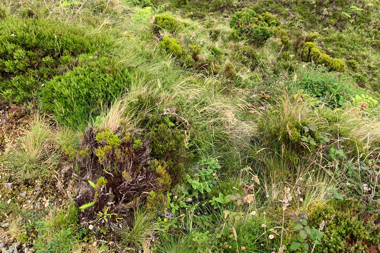 Private Tour durch Ribeira Grande &amp; Wanderung zum Salto do Cabrito mit Mittagessen