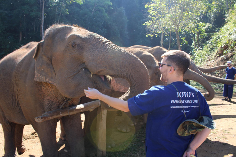 Chiang Mai: Elefanti, cascate e rafting in acque bianche