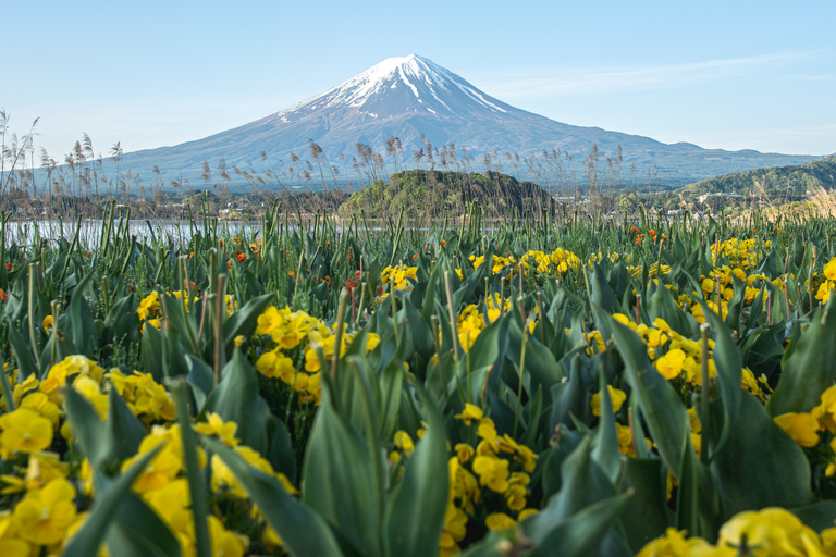 Tokyo: Mount Fuji Private Customizable Tour In Luxury Van