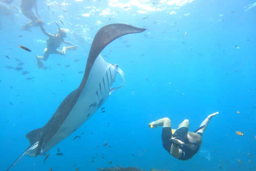 Nusa Penida: Ganztägiges privates Schnorcheln mit Mantarochen. Foto: GetYourGuide