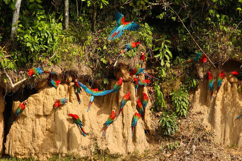 Da Cusco: 5 giorni di esplorazione e connessione nella Zona Riservata del ManuDa Cusco: 5 giorni di esplorazione e connessione nella Zona Riservata di Manu