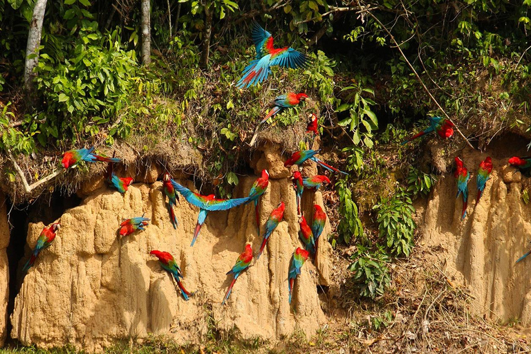 Da Cusco: 5 giorni di esplorazione e connessione nella Zona Riservata del ManuDa Cusco: 5 giorni di esplorazione e connessione nella Zona Riservata di Manu