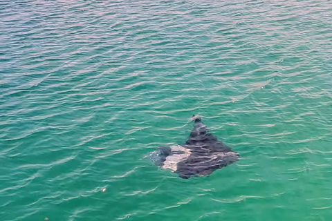 Tour por el arrecife de Buccoo y Nylon Pool con el capitán PhillipsTour en barco por Buccoo Reef con el capitán Phillips