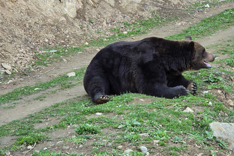 From Brasov: Brown Bear Watching Tour with Ranger Escort