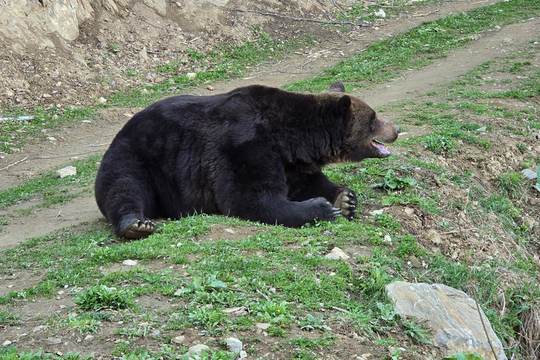 From Brasov: Brown Bear Watching Tour with Ranger Escort