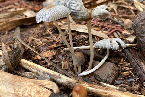 Grande Canarie : excursion dans la forêt de LaurisilvaGrande Canarie : excursion dans la forêt de Laurissilva