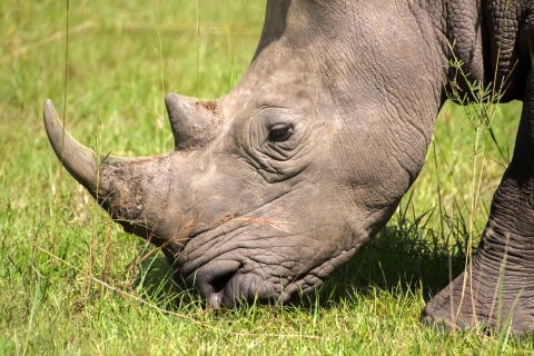 Ouganda : 15 jours de safari avec gorilles, chimpanzés et animaux sauvages