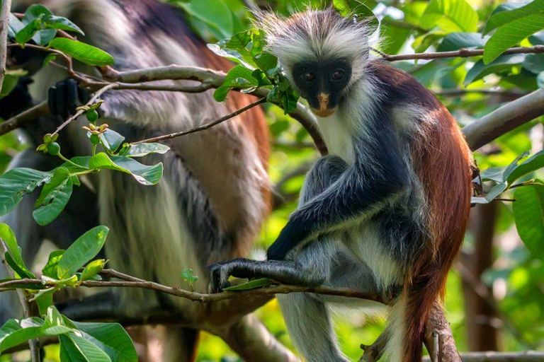 Zanzibar: Stone Town Tour, Prison Island and Jozani Forest