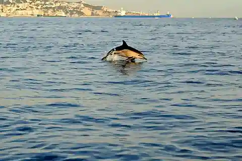 Dolphin Sighting, La Línea de la Concepción