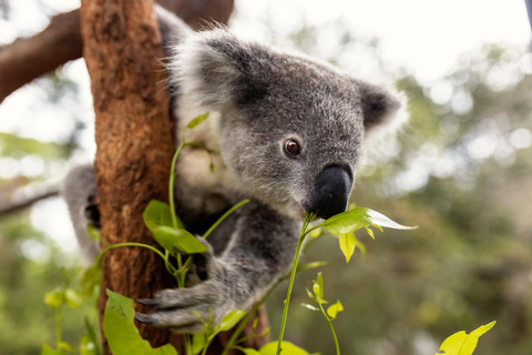 Taronga Zoo Sydney Wild Australia Experience