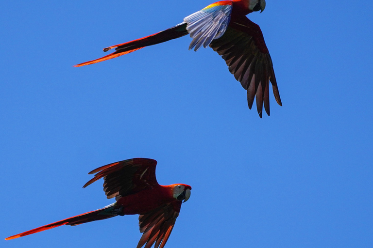 Cusco: 4-Day Manu National Park Tour