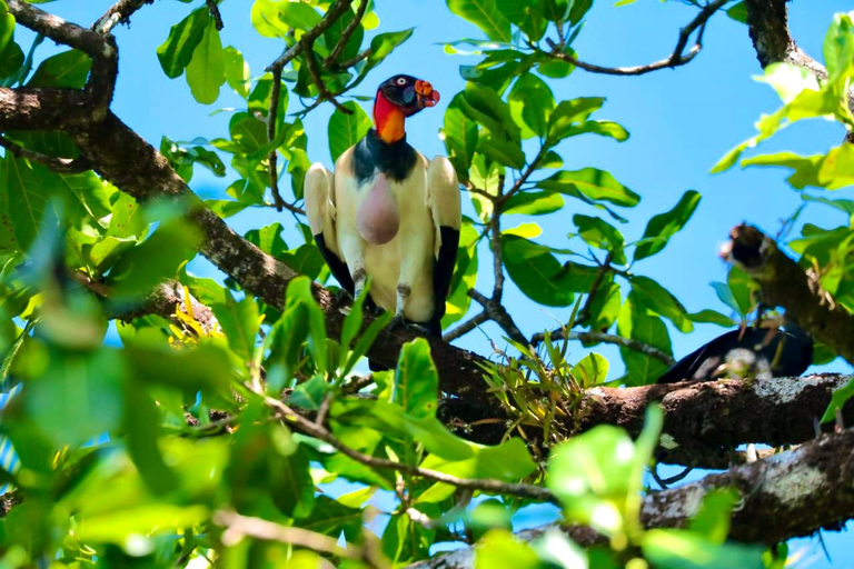 Uvita: Corcovado Rainforest & Wildlife Adventure