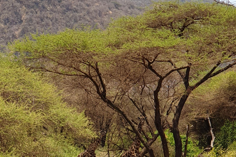 5-tägige günstige Tansania-Safari mit zusätzlichen Aktivitäten5 Tage Tansania-Safari & Aktivität günstig.