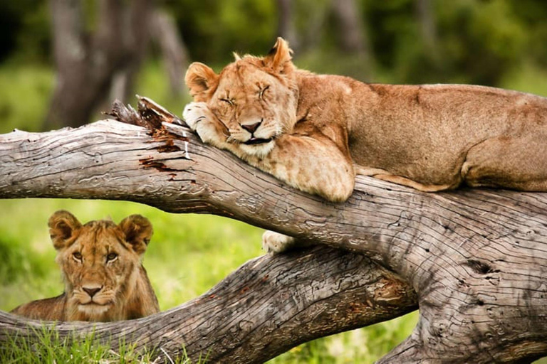 Viagem de 1 dia ao Parque Nacional de Nairóbi e ao Sheldrick Elephant Trust