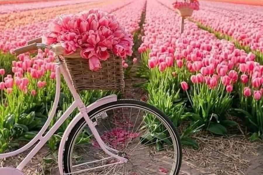 Ab Amsterdam: Privates Tulpen- und Insta-Fotoerlebnis am Keukenhof. Foto: GetYourGuide