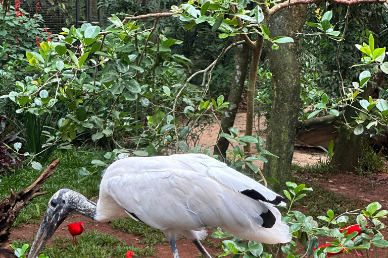 från Foz do Iguaçu: Privat rundtur vid Iguaçufallen