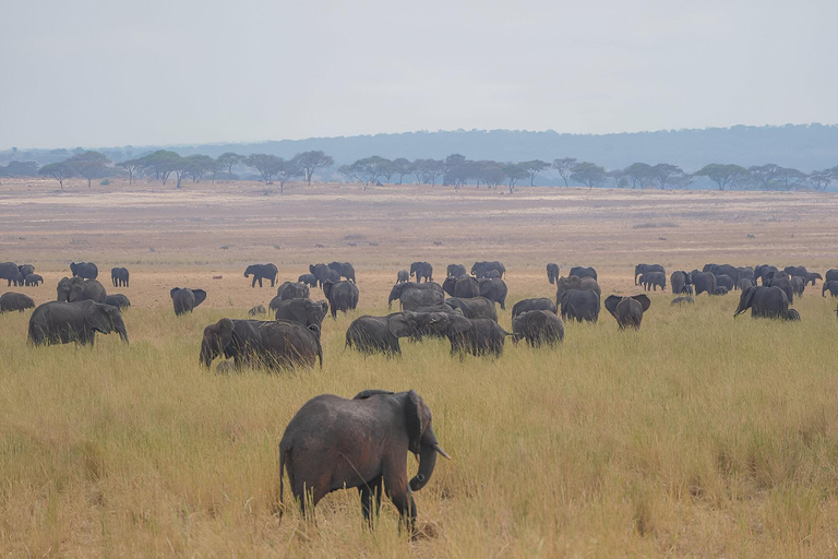 8days Serengeti np,ngorongoro conservation area,tarangaire Serengeti np,ngorongoro conservation area and tarangaire np